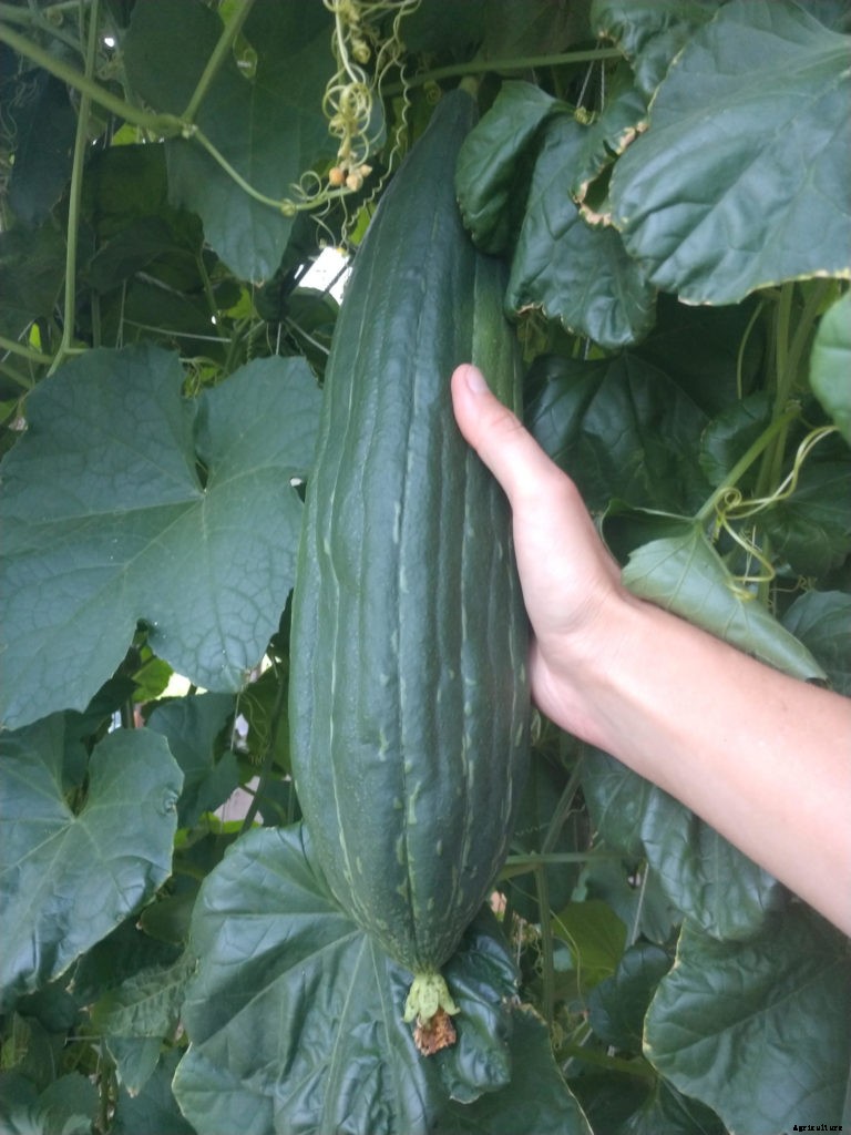 How to grow eco-friendly sponges