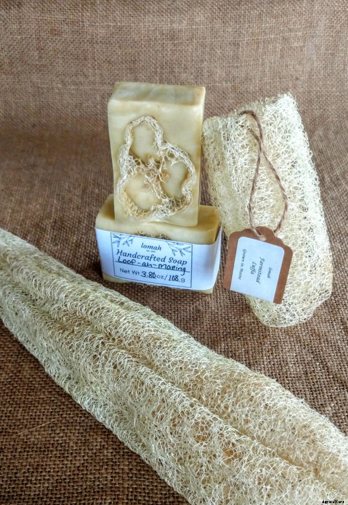 How to grow eco-friendly sponges