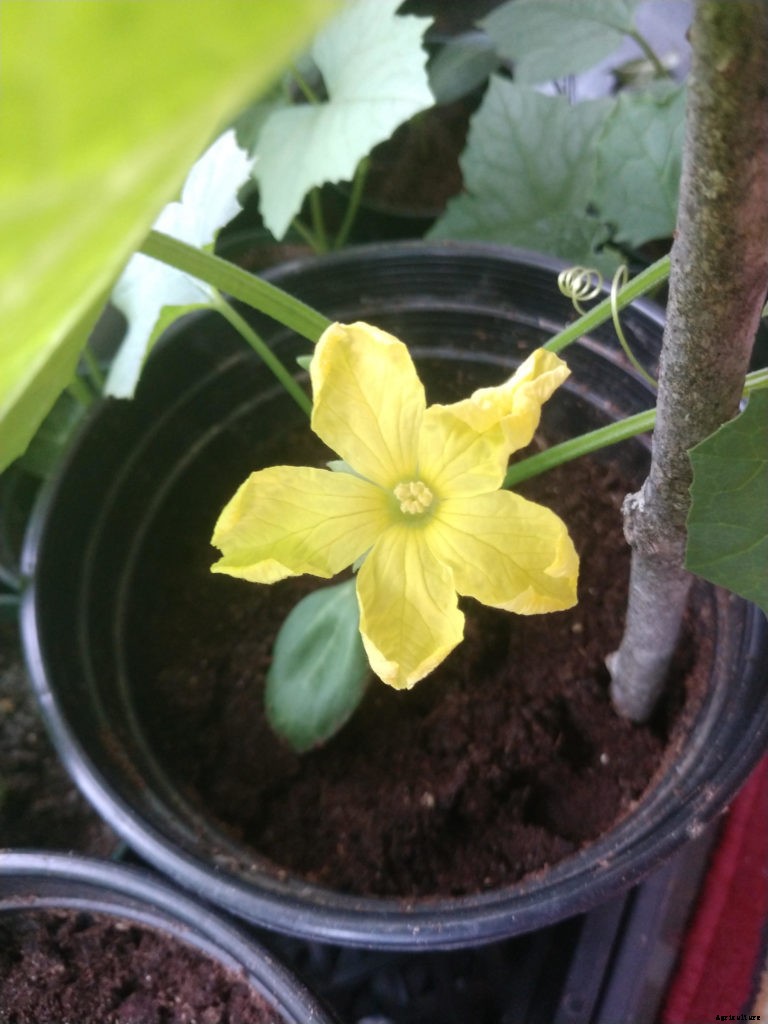 How to grow eco-friendly sponges