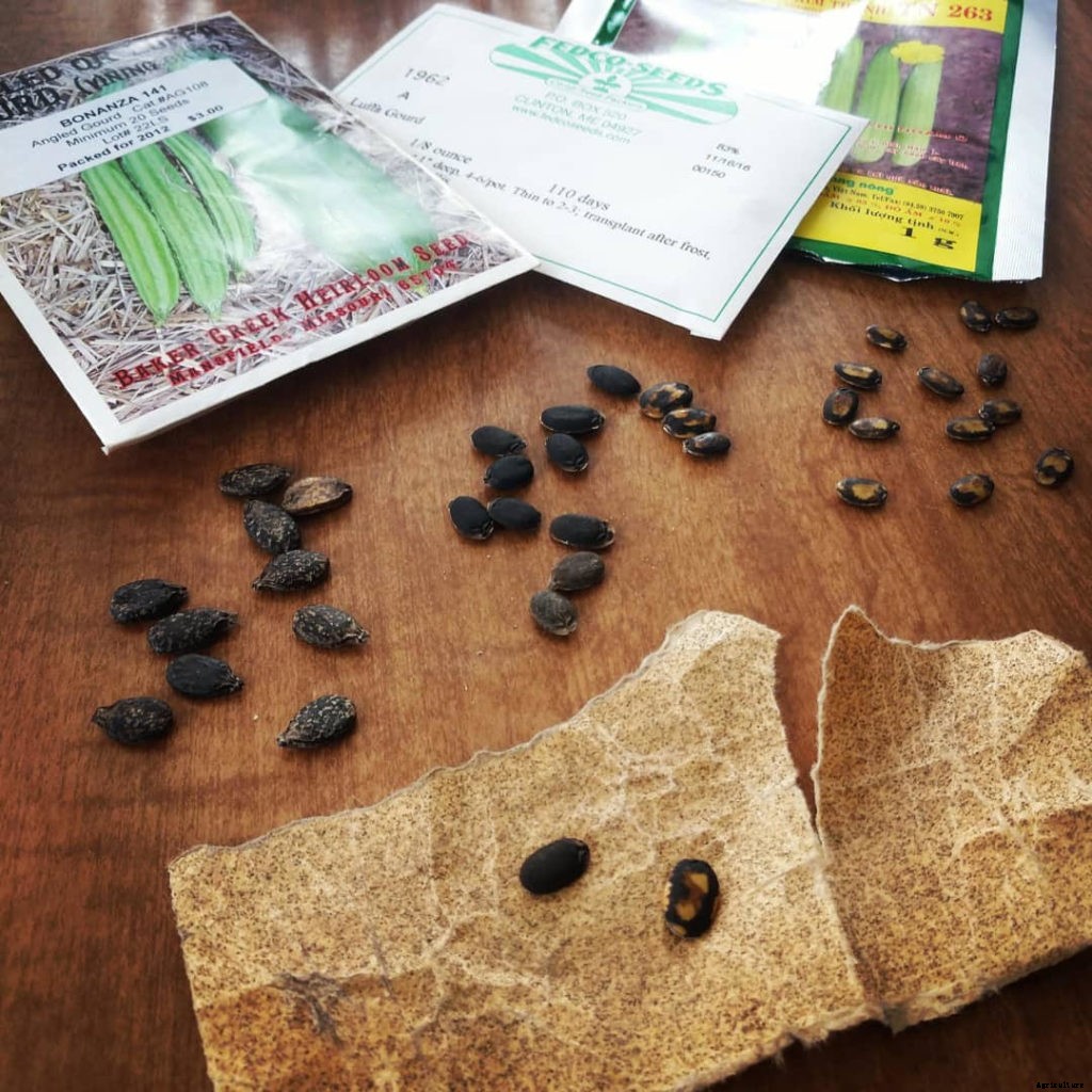 How to grow eco-friendly sponges