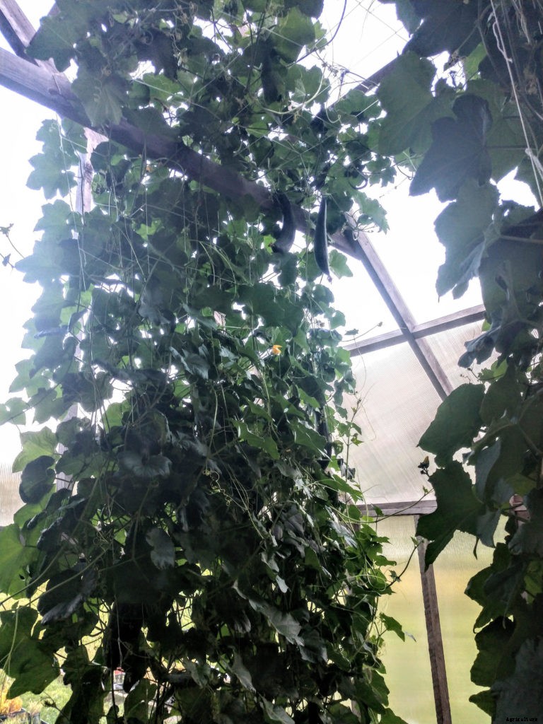 How to grow eco-friendly sponges