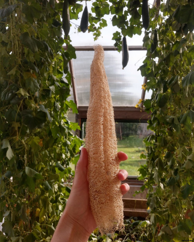 How to grow eco-friendly sponges