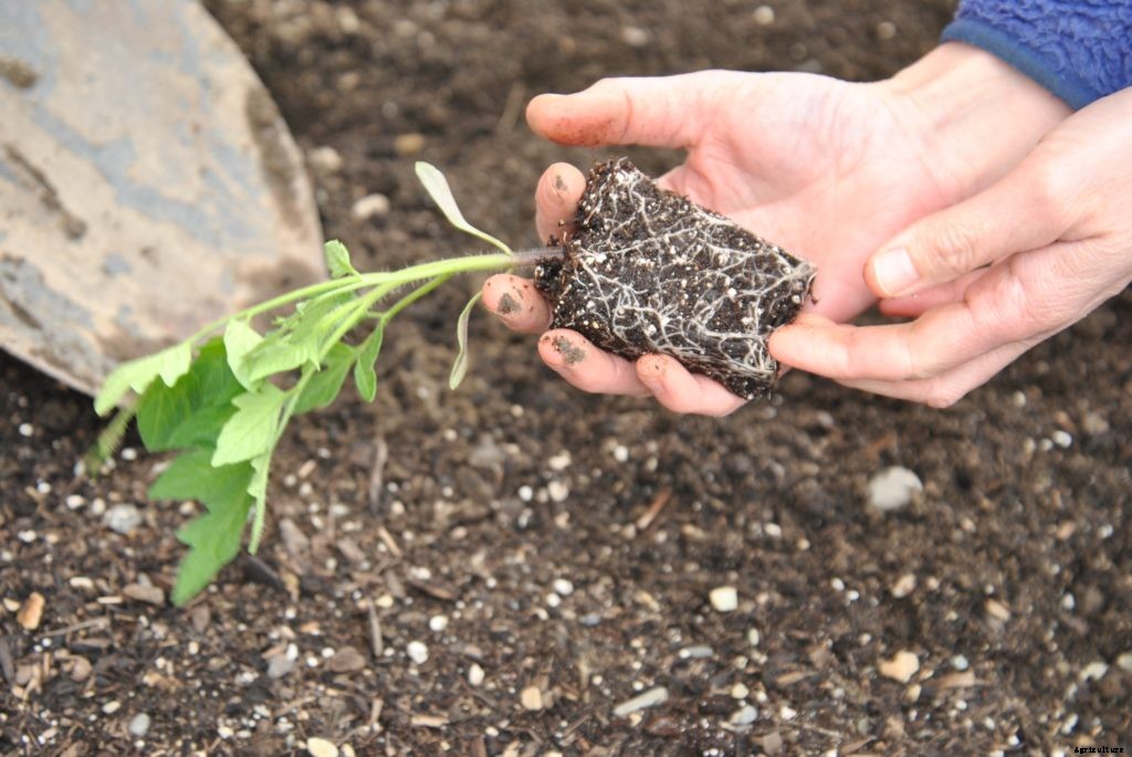 Newly discovered plant growth proteins may save farmers in face of climate change