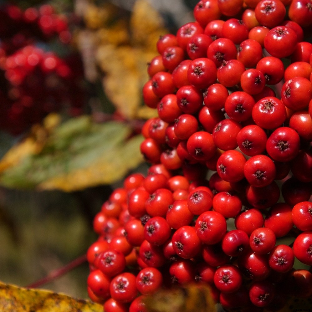 Could hedgelaying catch on in the United States?