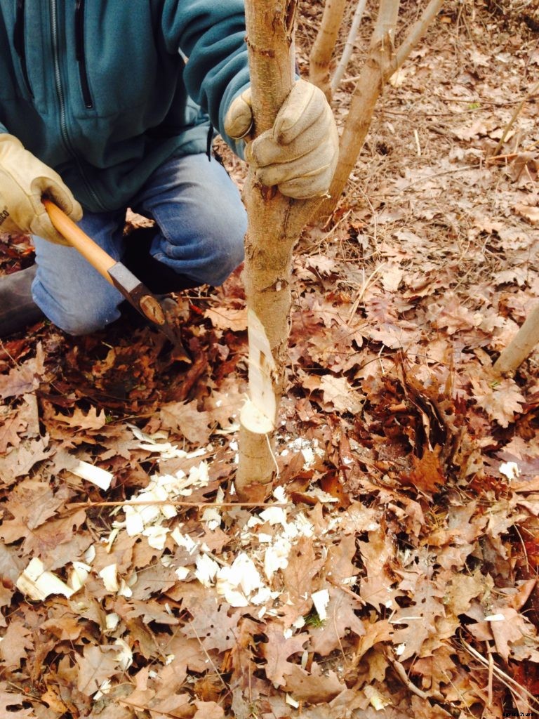 Could hedgelaying catch on in the United States?
