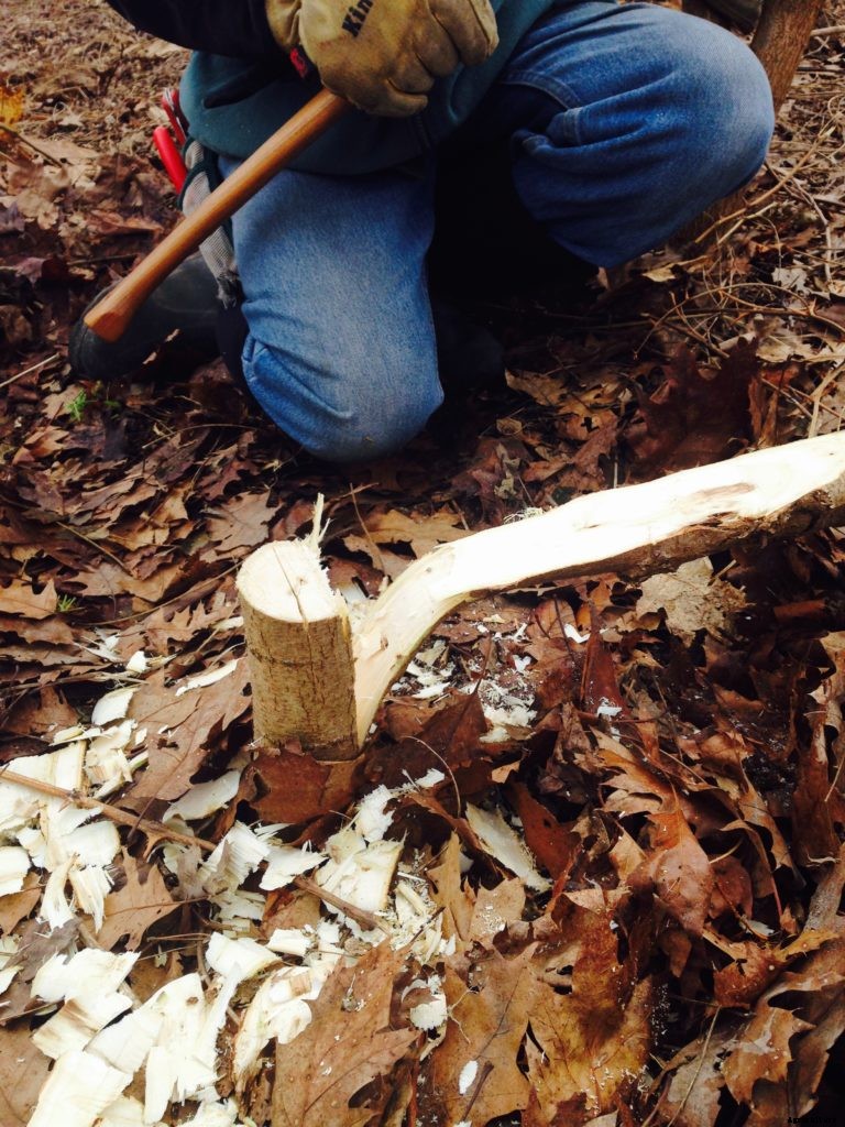 Could hedgelaying catch on in the United States?