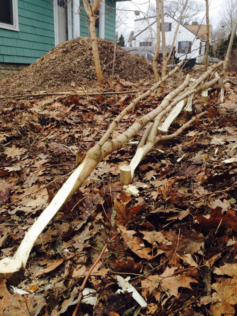 Could hedgelaying catch on in the United States?