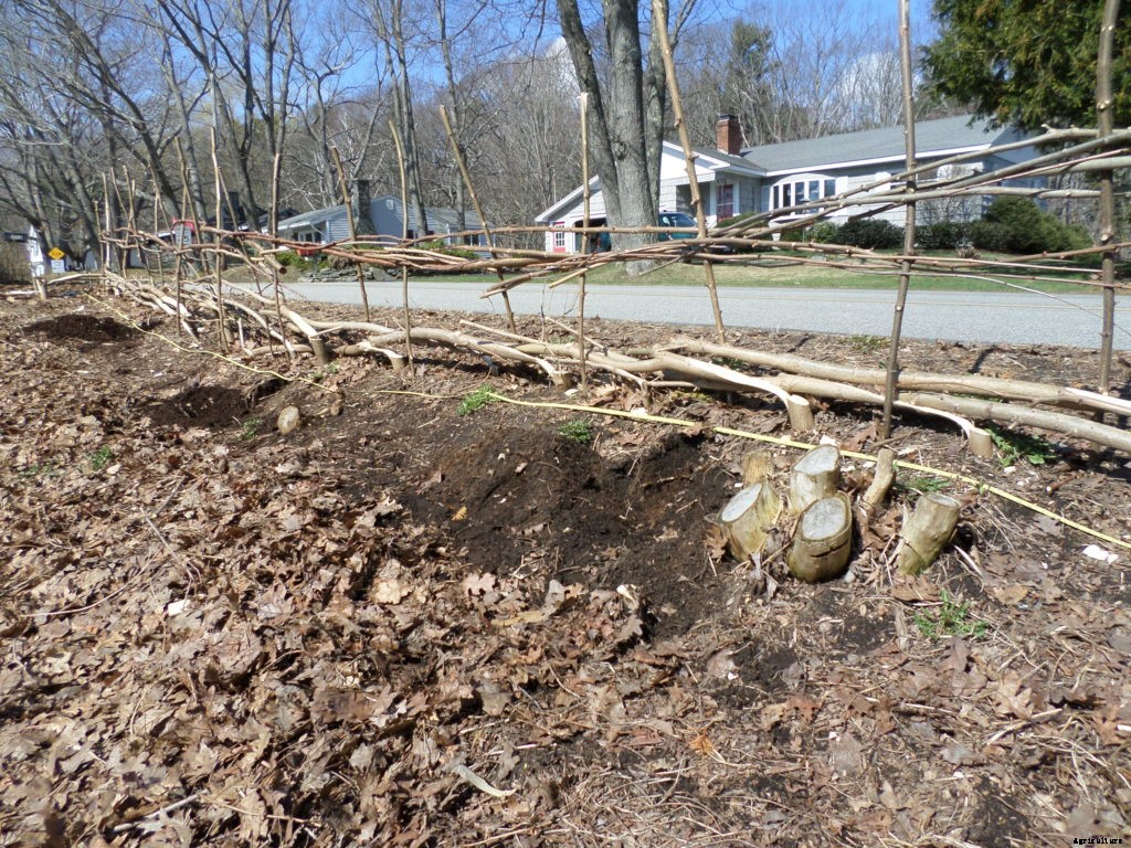 Could hedgelaying catch on in the United States?