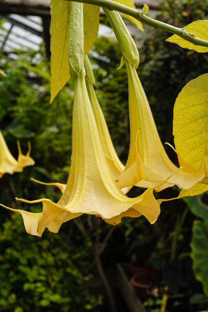 The first steps to fragrant gardening