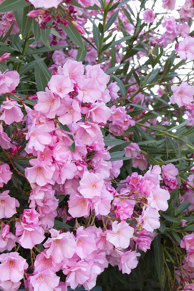 The first steps to fragrant gardening