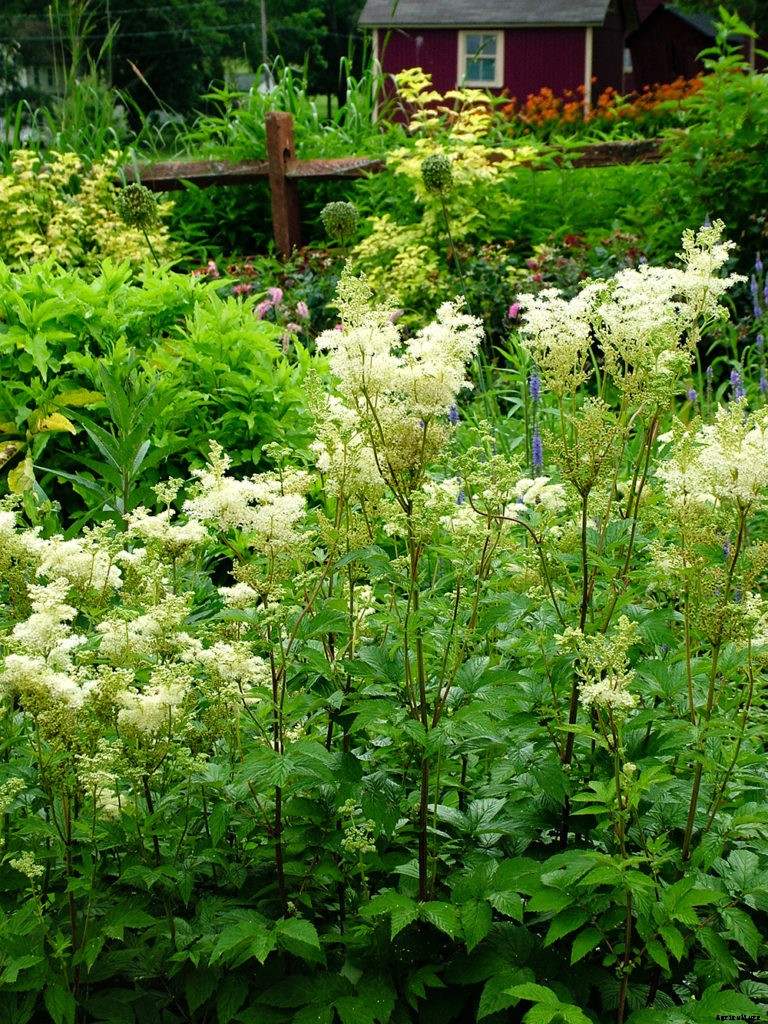 The first steps to fragrant gardening