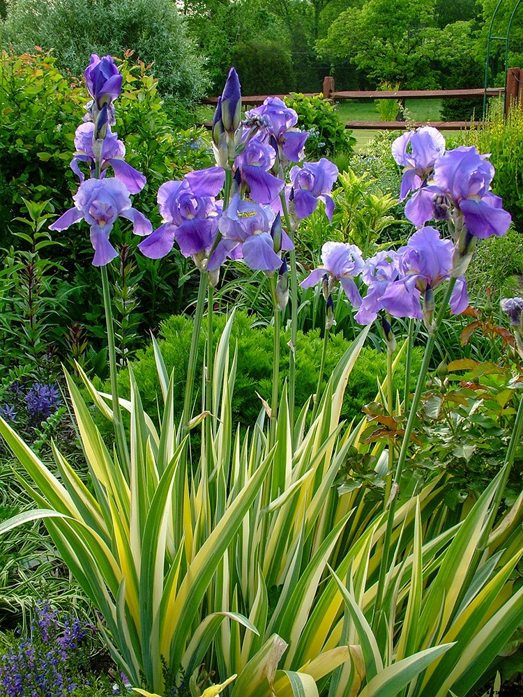 The first steps to fragrant gardening