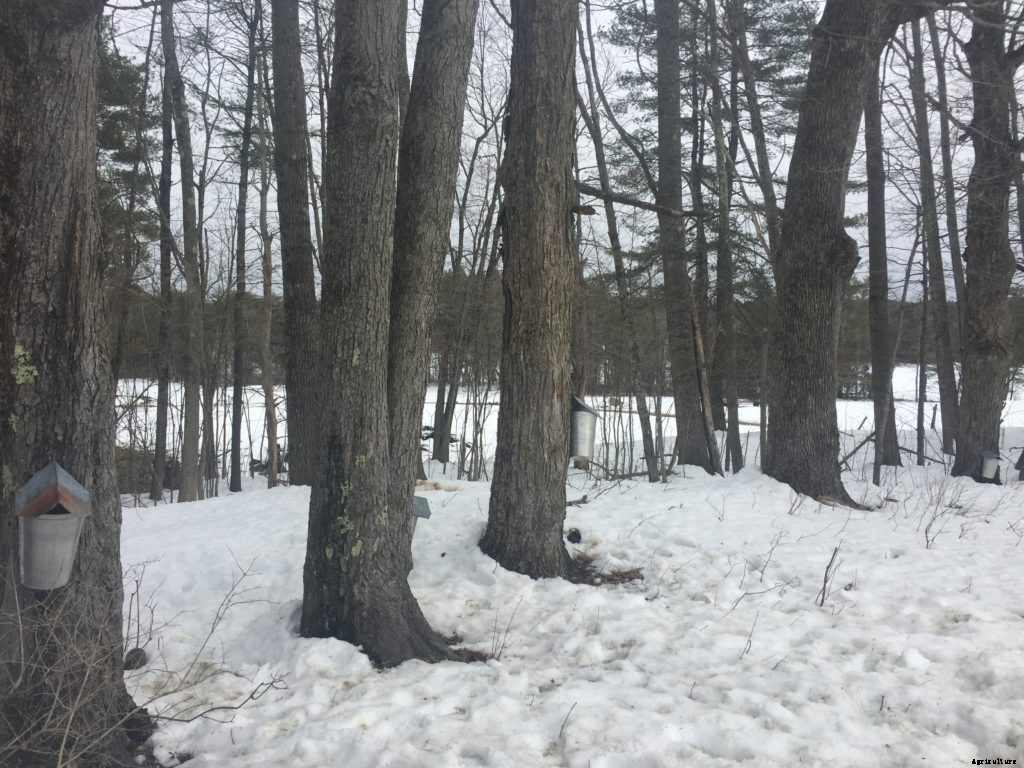 Sugar maples unlikely to move north in a warming world