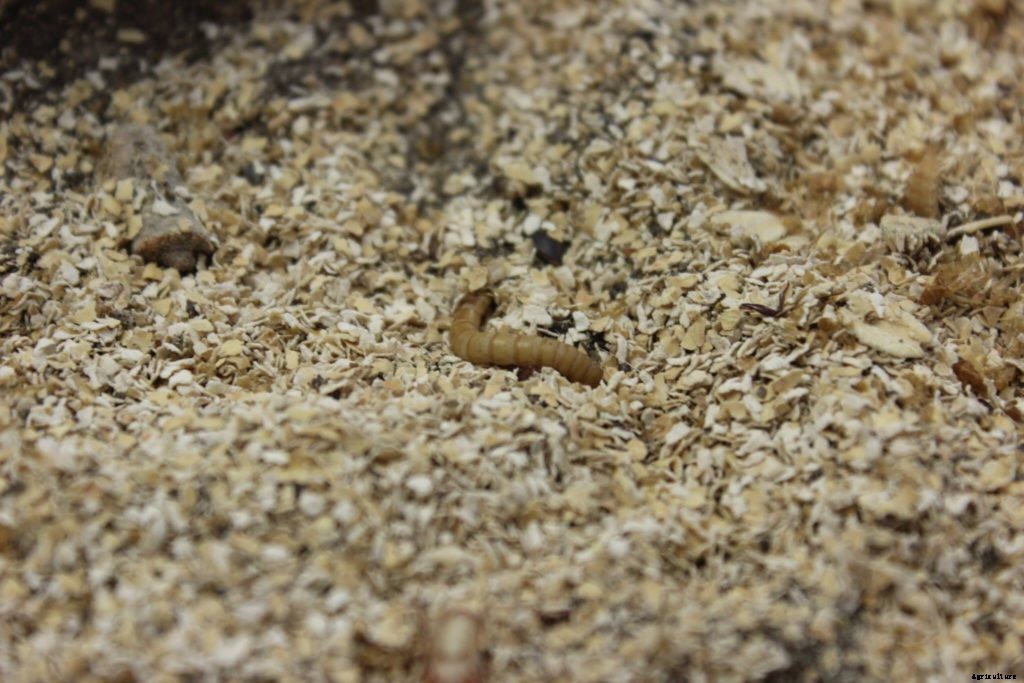 Mealworms can safely eat toxin-laden polysytrene