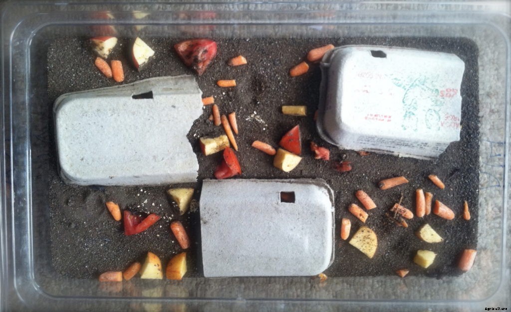 Mealworms can safely eat toxin-laden polysytrene