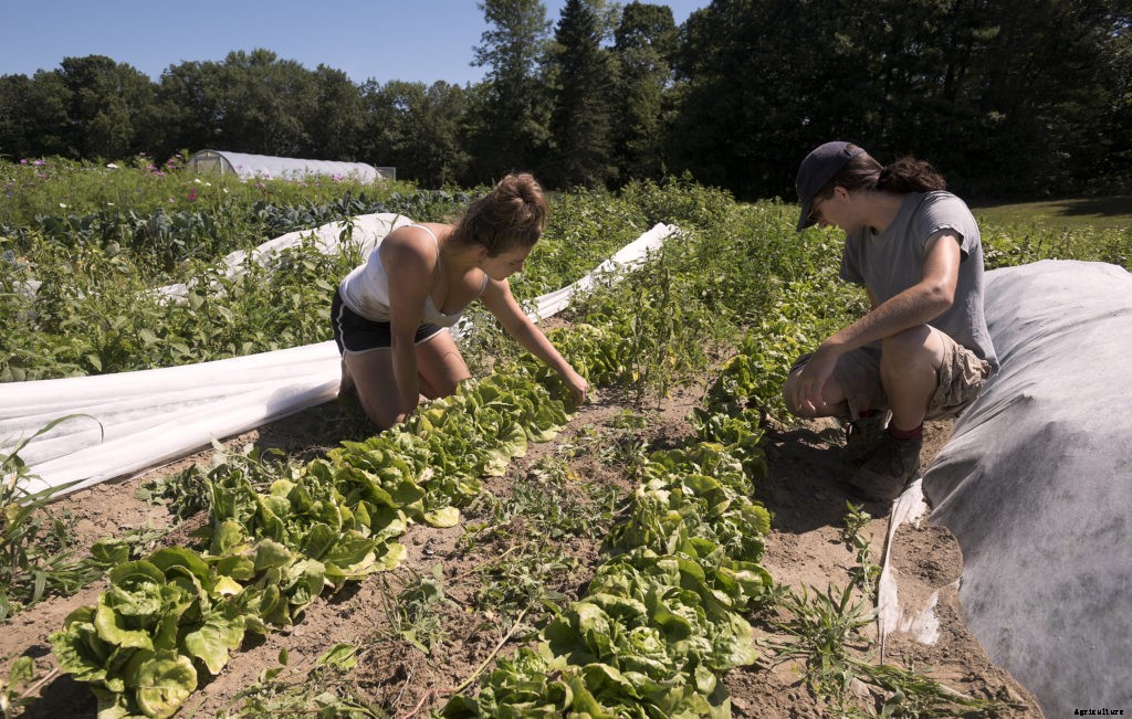 Whole Foods names regenerative agriculture its top food trend for 2020