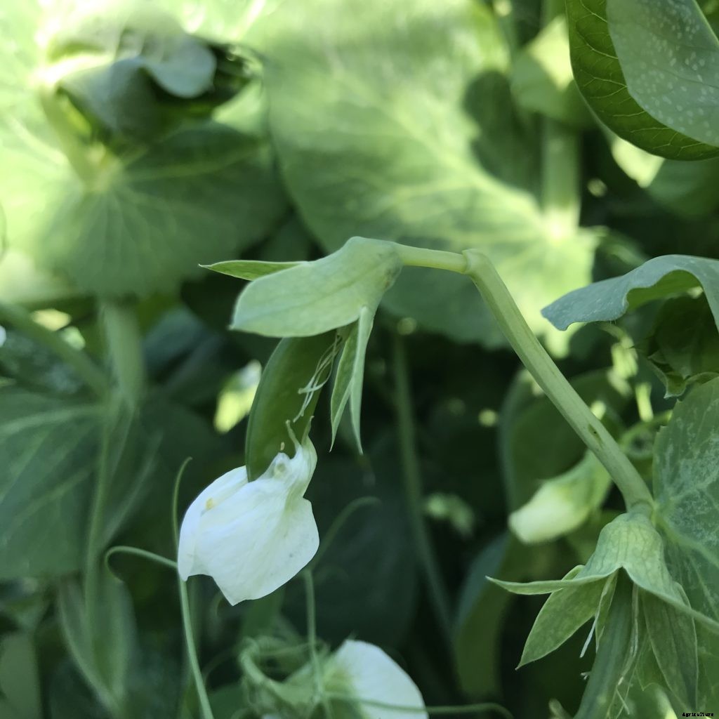I thought my second planting of peas failed. I was wrong … maybe.