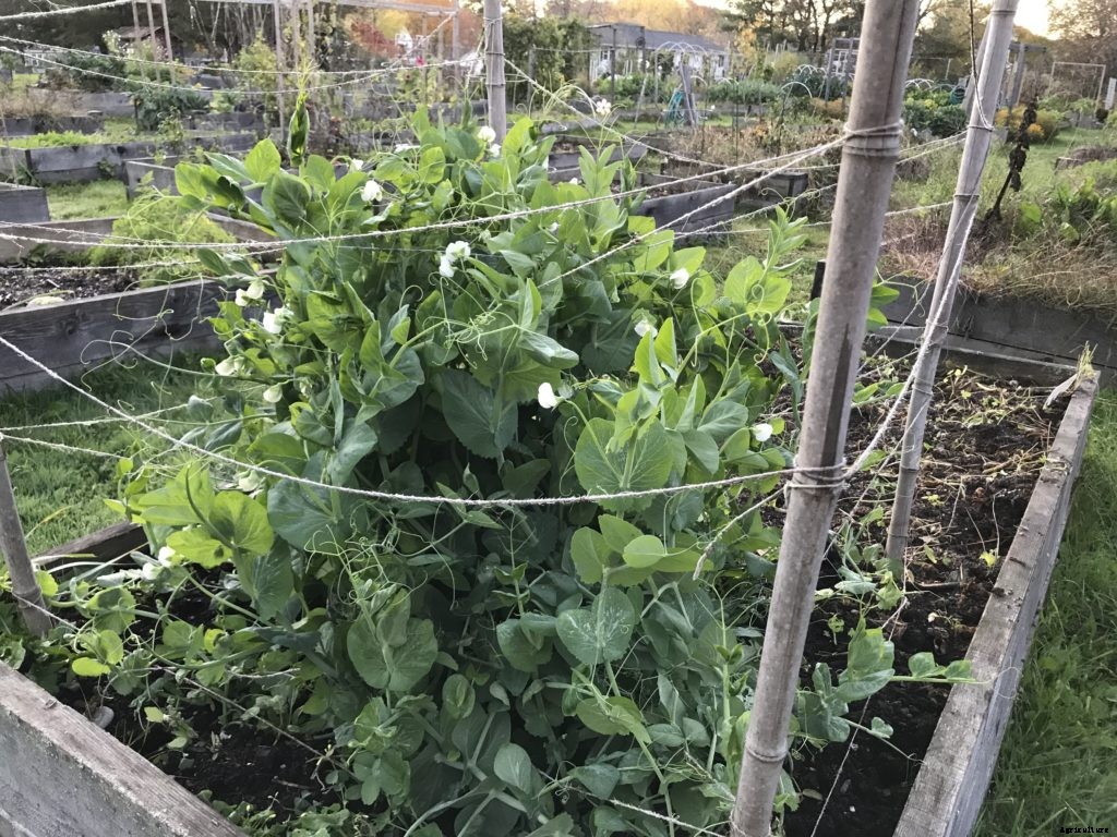 I thought my second planting of peas failed. I was wrong … maybe.