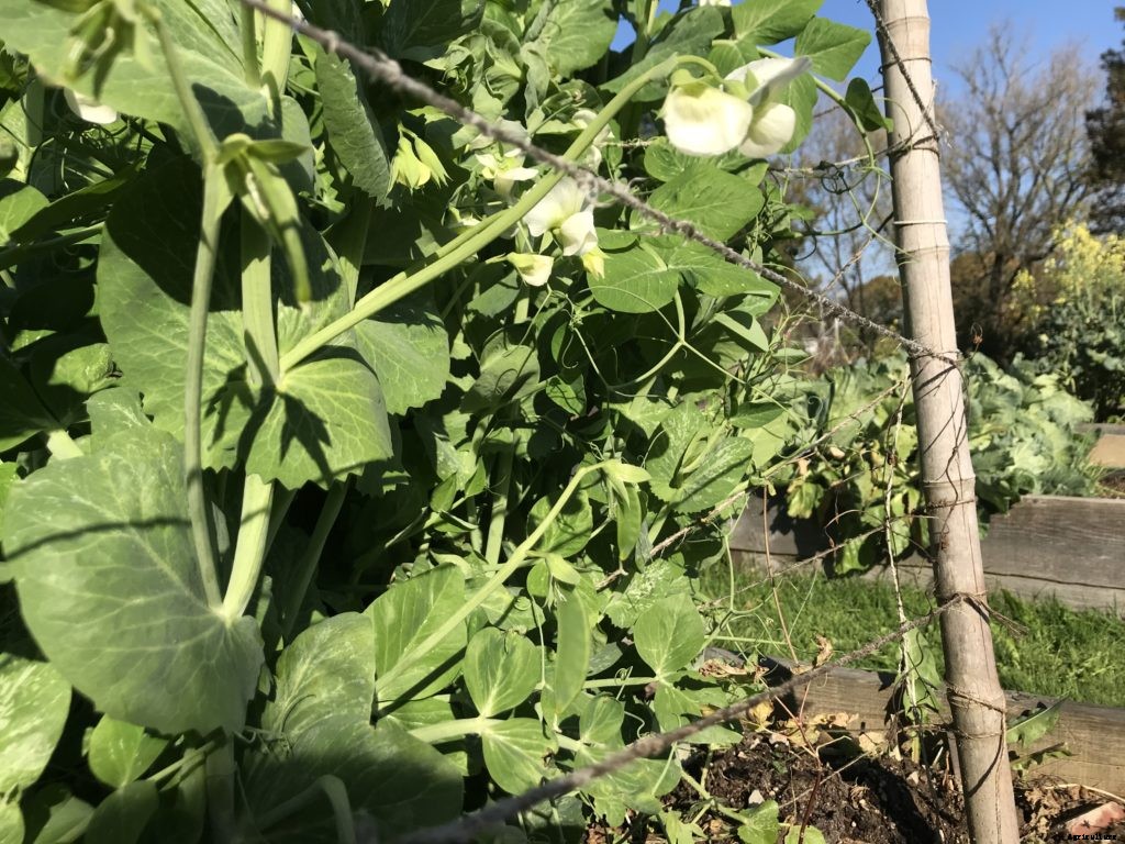 I thought my second planting of peas failed. I was wrong … maybe.