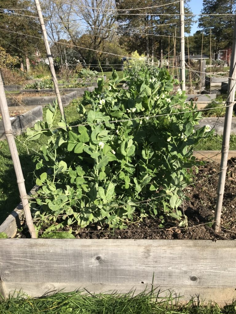 I thought my second planting of peas failed. I was wrong … maybe.