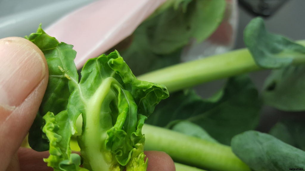 There’s a new threat to cruciferous crops in Maine