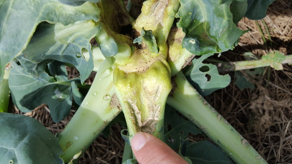There’s a new threat to cruciferous crops in Maine