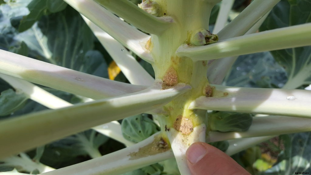 There’s a new threat to cruciferous crops in Maine