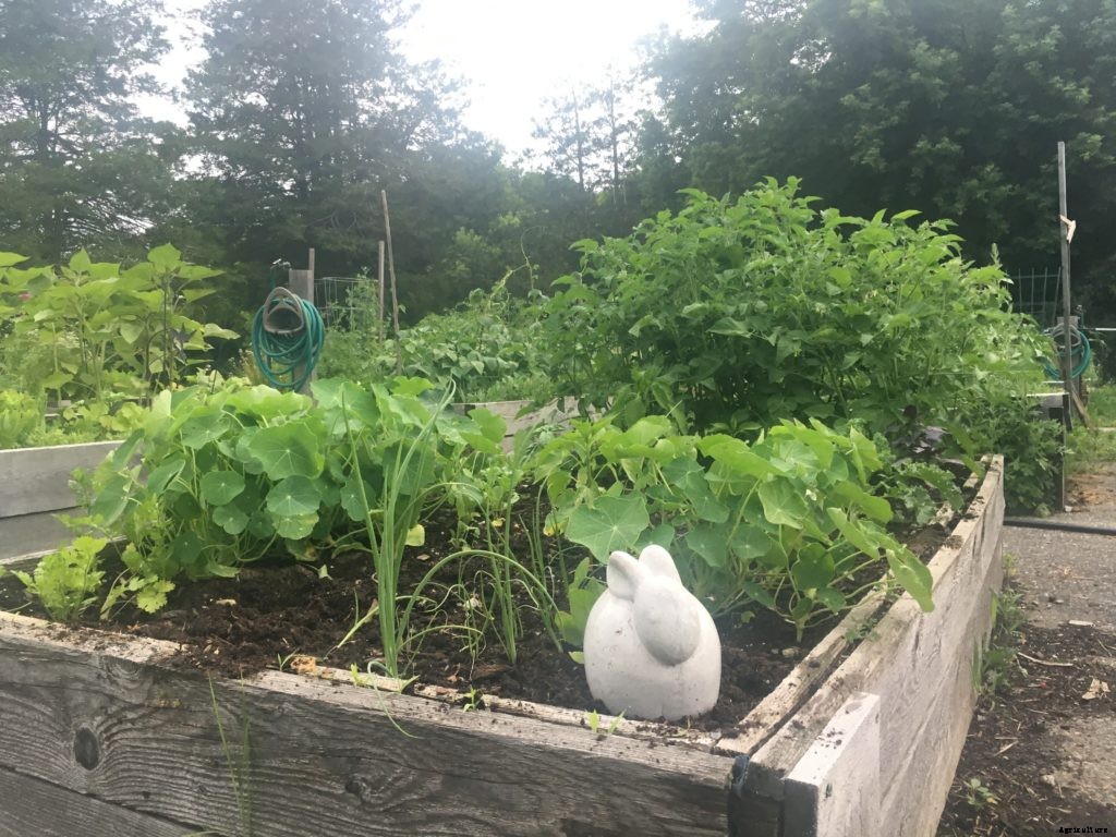I tried to prep my raised bed garden for winter. Here’s how it went.