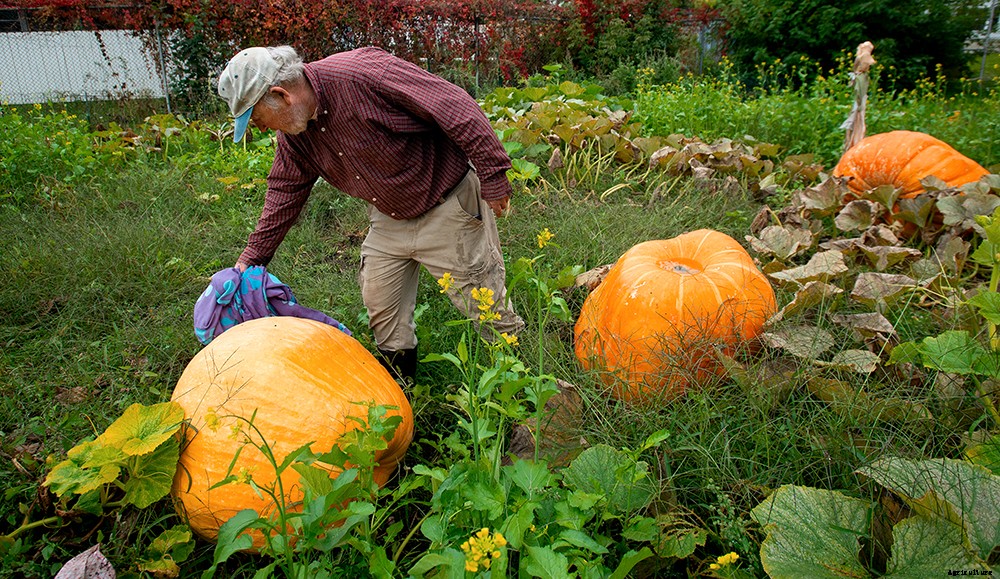 I tried to prep my raised bed garden for winter. Here’s how it went.