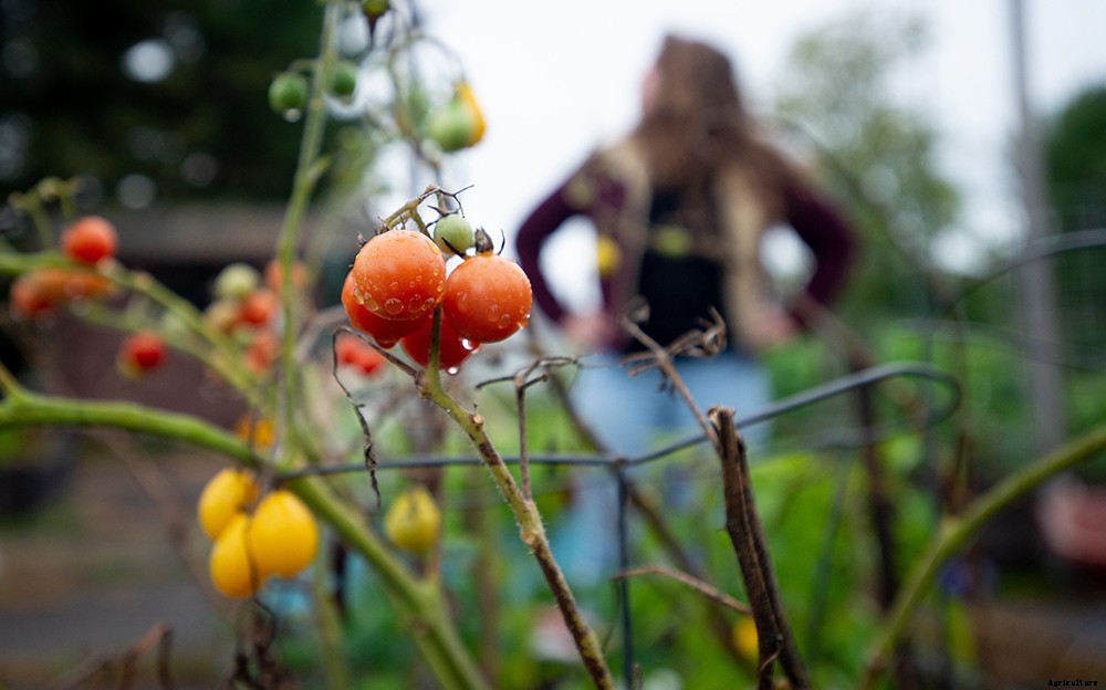 I tried to prep my raised bed garden for winter. Here’s how it went.