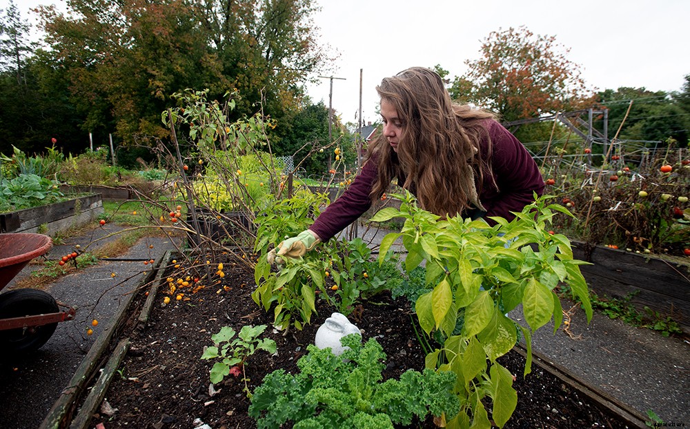 I tried to prep my raised bed garden for winter. Here’s how it went.