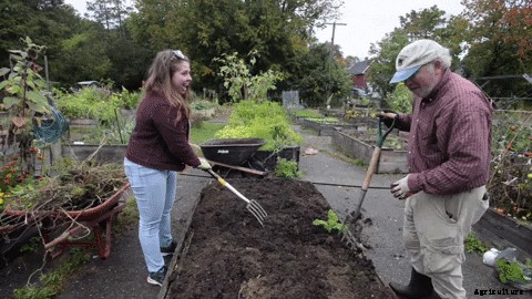 I tried to prep my raised bed garden for winter. Here’s how it went.