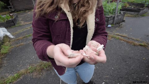 I tried to prep my raised bed garden for winter. Here’s how it went.