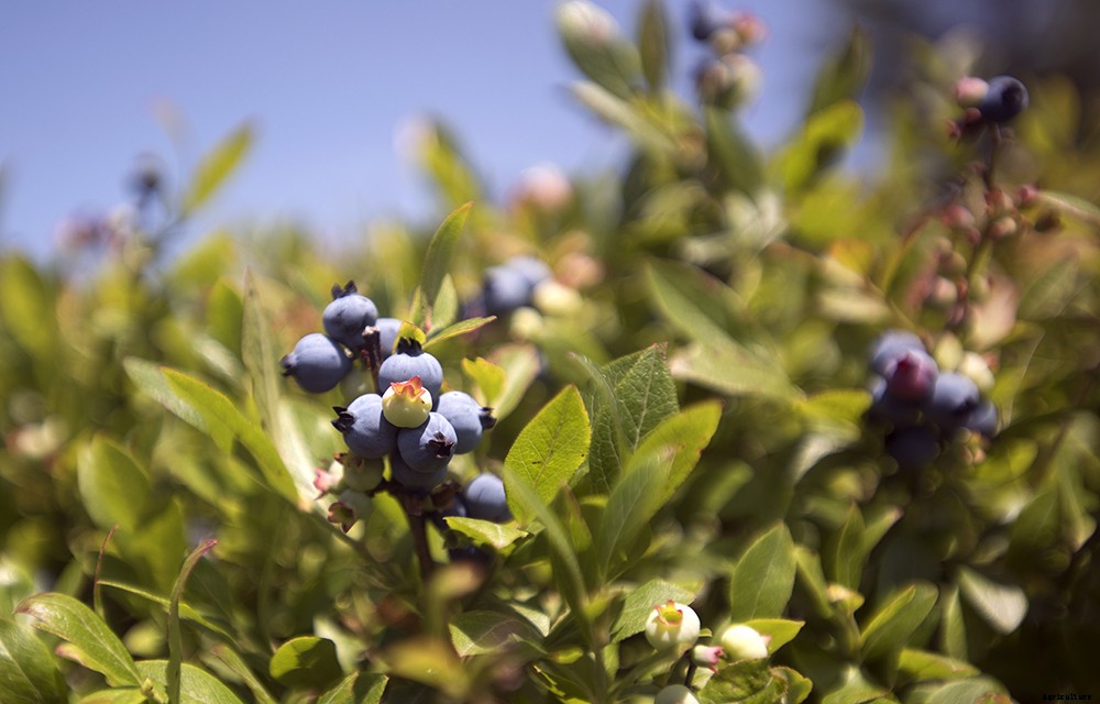 How to prepare a raised garden bed for winter
