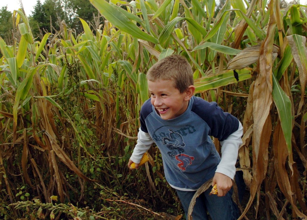 How to make a corn maze