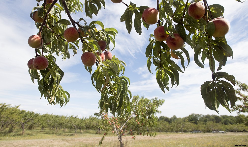 Sustainable farming practices explained