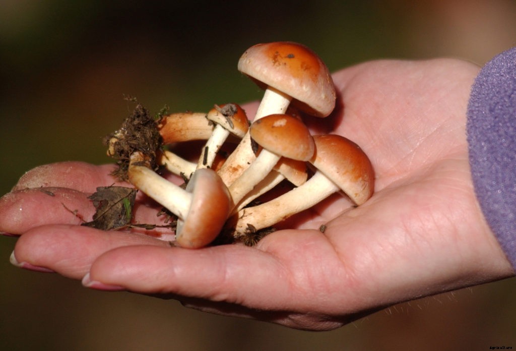 Sustainable farming practices explained