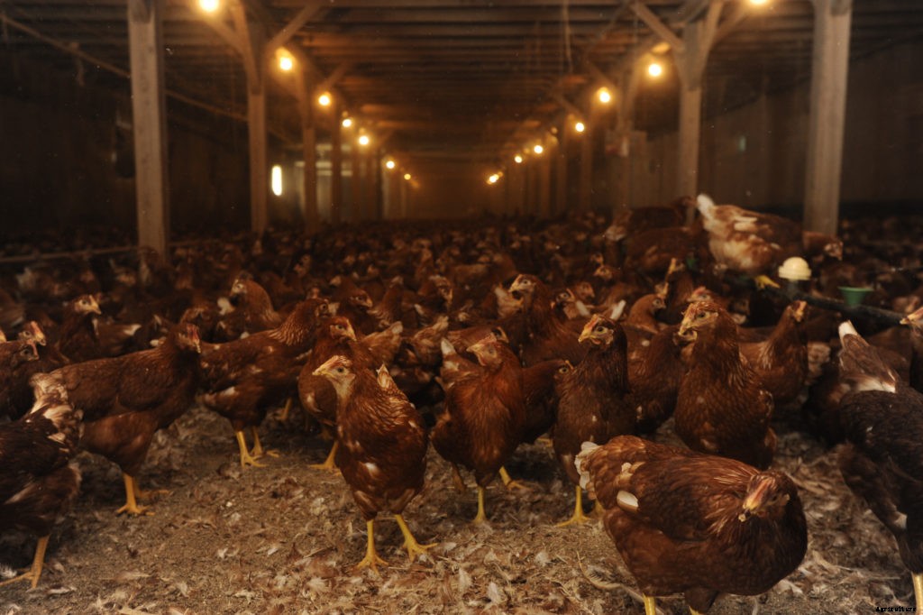 A guide to types of farms