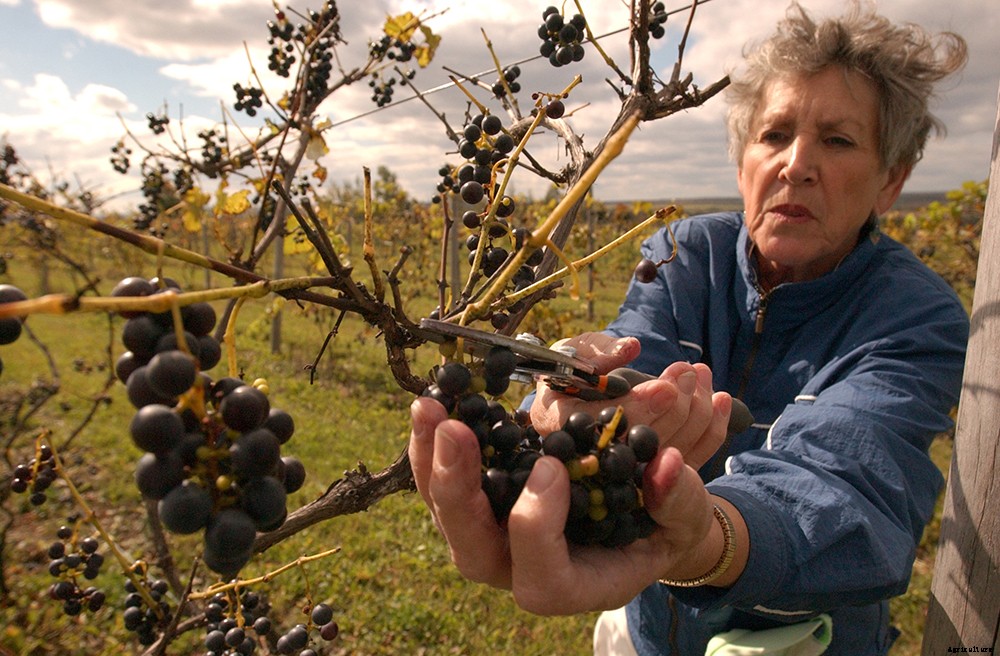 A guide to types of farms