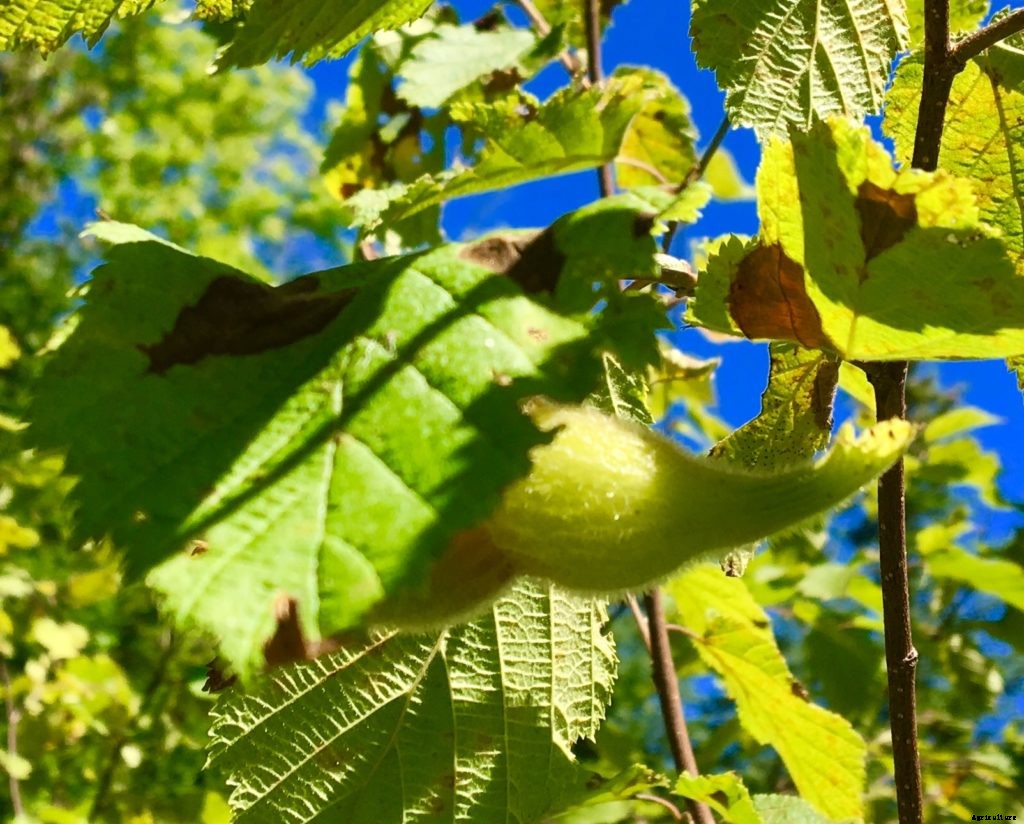 Wild hazelnuts are a sweet, prickly end to New England’s foraging season