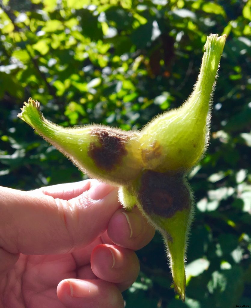 Wild hazelnuts are a sweet, prickly end to New England’s foraging season