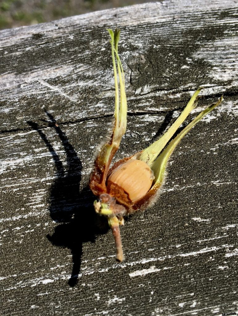 Wild hazelnuts are a sweet, prickly end to New England’s foraging season