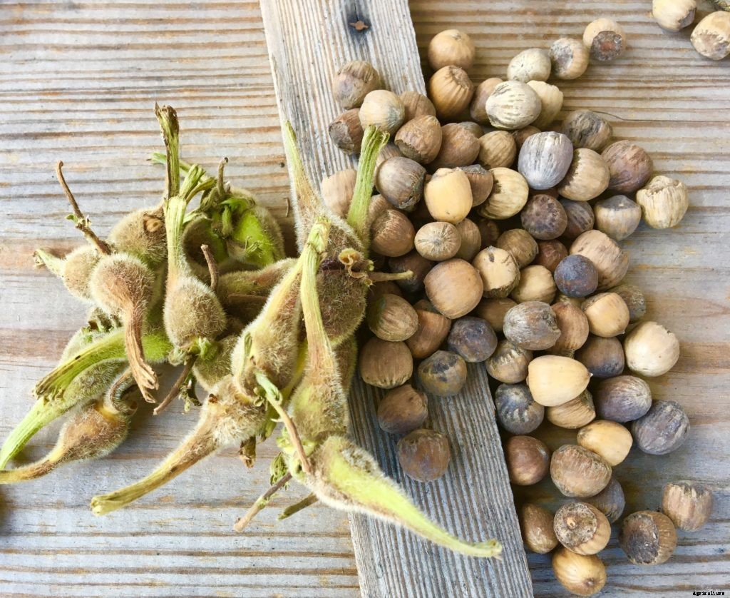 Wild hazelnuts are a sweet, prickly end to New England’s foraging season