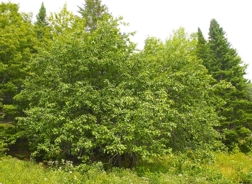 Q&A: Are land management plans required in Maine?