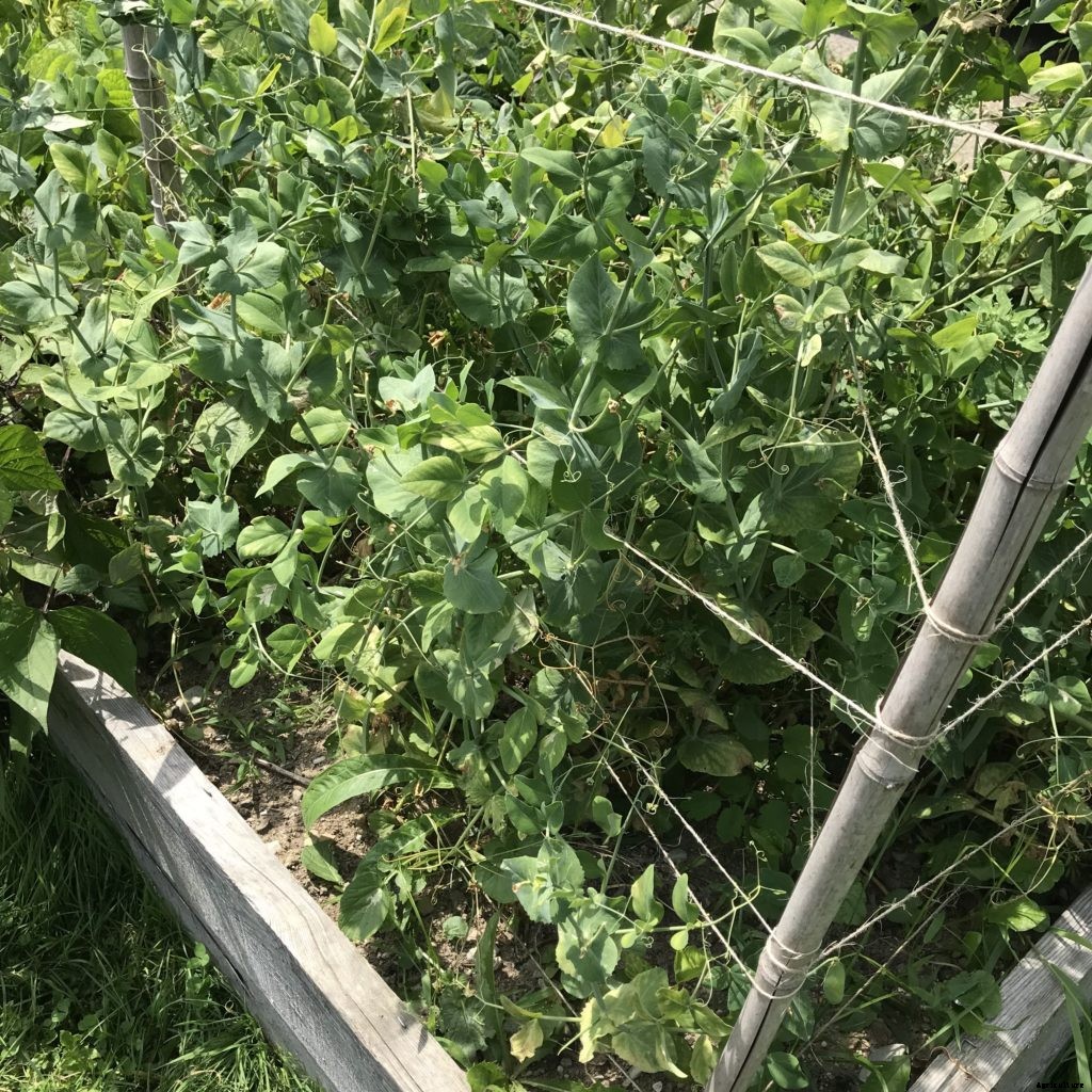 Welcome to Farm to Kitchen Table