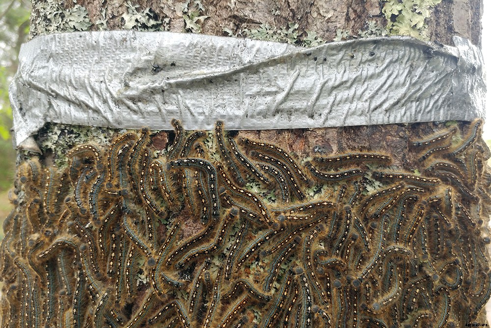 What is integrated pest management?