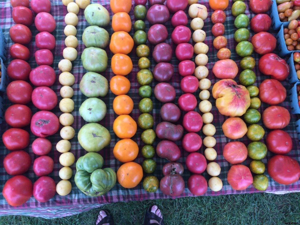 How to start a market garden