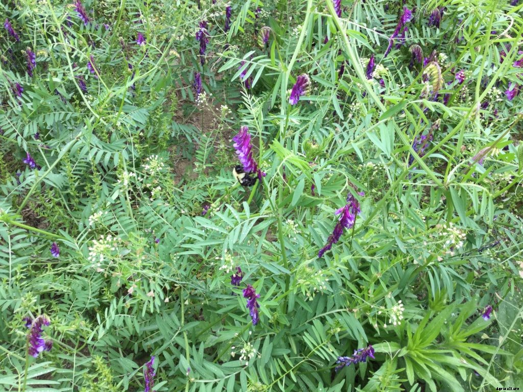 What are cover crops?