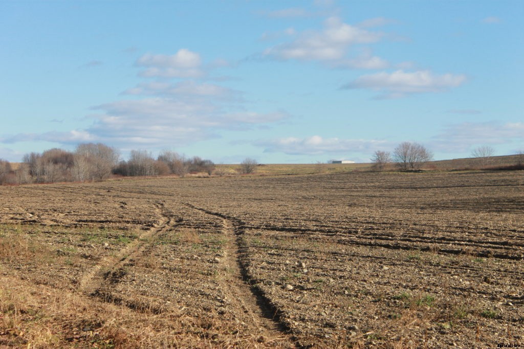 What are cover crops?