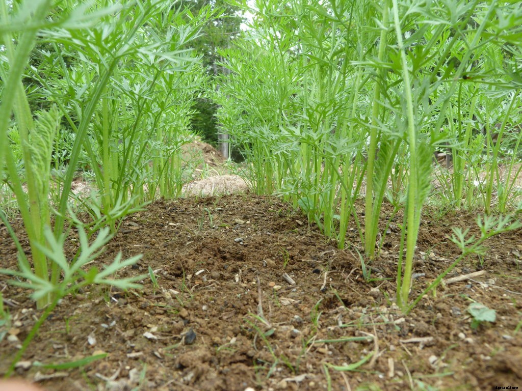 How to plant a fall vegetable garden